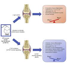 Image result for TNF Inhibitor