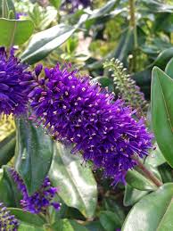 Image result for shrubby veronica hebe