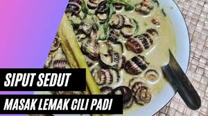 Sotong masak lemak cili padi. Otwmrorwyn8cwm