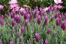 Perhaps as an accent, or maybe in a full bloom, lavender flowers make a wonderful expression of love to their recipient. Tully Nurseries Bella Bloom Lavender