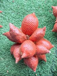 It reaches a height of just two to three feet tall and tolerates minimal erosion and air pollution. Tropical Fruits Around The World The Travel Bite