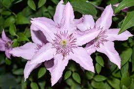 On older clematis plants, the clematis wilt can attack any type of clematis. How To Grow And Care For Clematis Vine A Complete Guide Florgeous