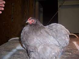 Cochin chickens chickens and roosters pet chickens fancy chickens raising backyard chickens blue chicken chicken runs chicken bird beautiful chickens. Self Blue Cochin Bantam Backyard Chickens Learn How To Raise Chickens