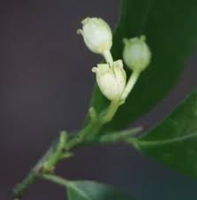 Image result for Rinorea ferruginea