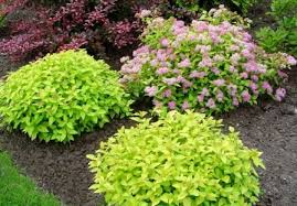 Image result for spirea japonica gold princess