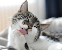 Cat grooming itselfの画像