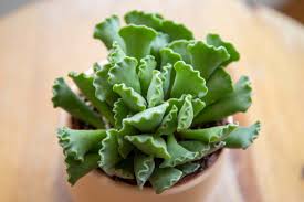 Crinkle leaf plant, key lime pie. Crinkle Leaf Plant Care Growing Guide