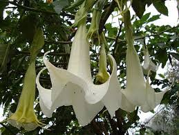 Extremely fragrant, especially in the evening. Bio Saatgut Alte Gemusesorten Exotische Samen Brugmansia Angel Trumpet Flower Seeds