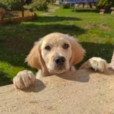 The natural instinct of our lovely breed is to retrieve game in the shooting field and this instinct is encouraged by participation in the society's. 9 Best Golden Retriever Breeders In Tennessee 2021 We Love Doodles