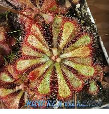 Image result for Drosera natalensis