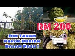 Termasuk perbedaan durian montong dan musang king, termasuk ciri fisiknya, dalam hal ini, perbedaan daun durian montong dan musang king. Video Pokok Durian