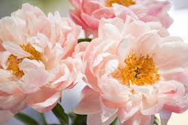 Maybe you would like to learn more about one of these? 16 Flowers With Astonishing Meanings Floral Symbolism
