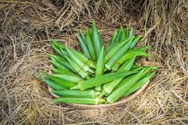 And even if you have a hefty harvest, you are no need to get worried about how to store okra safely as there are 4 ways of storage that enable okra to last up to a year. Havesting Okra Tips To Picking Like A Pro
