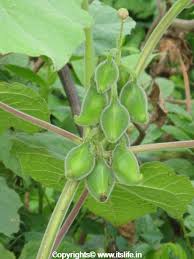 We did not find results for: Cat S Claw Plant Unicorn Plant Devil S Claw Plant Tiger Claw Plant