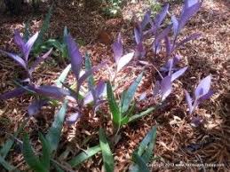 What about that forlorn pot of wilted flowers? 9 Best Shade Plants For Phoenix Desert Gardens Best Plants For Shade Plants That Like Shade Shade Landscaping