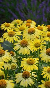 Cleopatra Coneflower Yellow Perennials Echinacea Flowers Perennials