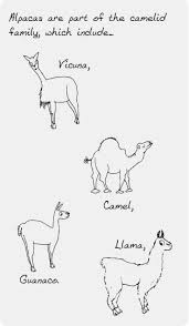 While the bactrian camel doesn't store water in its humps, it does have special sack in its. Origin History Facts West Wight Alpacas