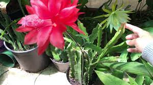 My epiphyllum hybrid cactus has been a little neglected over the past year as its too large to stand up in its pot. Epiphyllum Blooms And My Care Youtube