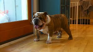 So if you're in minnesota and you like the look of our happy and healthy dogs, then don't fear! Secondhand Hounds Saves Bulldogs From Puppy Mill Wcco Cbs Minnesota