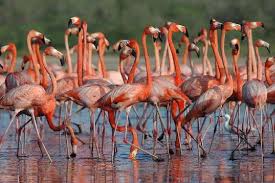 El hachazo que partirá el corazón de Morrocoy