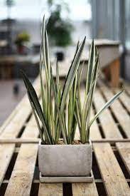 Are Sansevieria Toxic To Pets Leafandpaw Plants Snake Plant Care Snake Plant