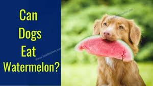 As long as the seeds and rind are removed, and this healthy snack is offered in moderation, when can dogs have seedless watermelon is up to you. Can Dogs Eat Watermelon 9 Benefits That You Can T Ignore