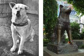 Hachiko The True Story Of A Loyal Dog Loyal Dogs Akita Dog Dog Training Obedience