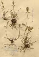 Image result for Harpachne