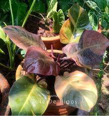 Philodendron Black Cardinal Variegated Pflanzen Philodendron