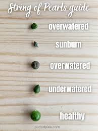 The string of pearls watering during propagation propagation is one of the most delicate stages in the string of pearls' routine management and care. Find Out Why Your String Of Pearls Is Dying And How To Save It