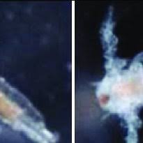 Image result for Kedrostis capensis