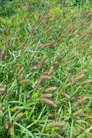 Image result for Cenchrus ciliaris