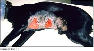 Understanding danger of snake bites in dogs. Scielo Brasil Tissue Necrosis After Canine Bothropic Envenoming A Case Report Tissue Necrosis After Canine Bothropic Envenoming A Case Report
