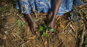 In order to save our future, we must celebrate earth day every day. Commit To Restoring The Planet Un Chief Says In Message For International Mother Earth Day Un News