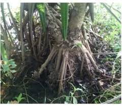 Image result for Pandanus odoratissimus