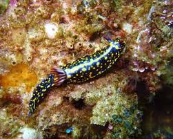 Image result for Eulophia obscura