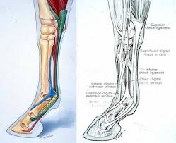A high ankle sprain is less common in everyday life but can be seen in competitive athletes. How To Avoid Tendon Damage From Leg Wraps