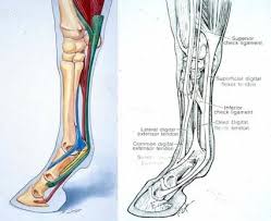 With the lower leg hanging freely off the edge of the bench, the knee jerk is tested by striking the quadriceps tendon directly with the reflex hammer. How To Avoid Tendon Damage From Leg Wraps