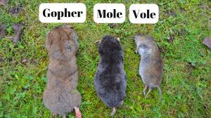 To get a chance go watch it. How To Identify If You Have Gophers Moles Or Voles Digging Up Your Yard Youtube