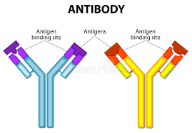 Image result for antigen