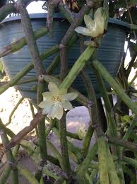 Rhipsalis Megalantha Flower Succulents Plants Indoor Plants