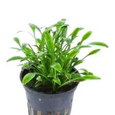 Image result for Floscopa sp.no.1