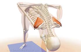 Shoulder Biomechanics Part Ii The Infraspinatus Teres Minor Muscles Biomechanics Yoga Muscles Muscle