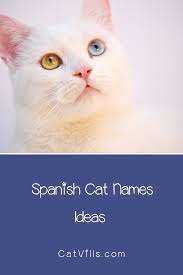 If you want cat names in spanish languages? 100 Spectacular Spanish Cat Names For Male Female Kitties Catvills Cat Names Cats Cute Cats And Kittens