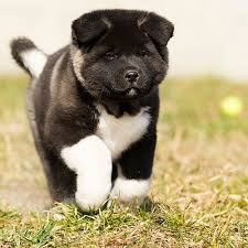 They can be aggressive if not properly trained and can be aggressive towards other dogs. Akita Pdsa