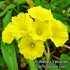 Image result for Merremia