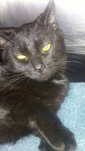 By kurt vonnegut | jan 1, 1963. Cat For Adoption Xena A Domestic Short Hair Mix In Morganton Nc Petfinder