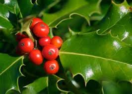 In botanical names of fruits x denotes a hybrid. Top 10 Flower Names Photos Babycentre Uk