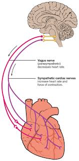 Heart Rate Wikipedia