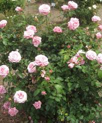 So disease tolerant that fungicide sprays are seldom required. Belinda Dream Rose